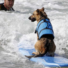 Dog Life Vest - Everything for Everyone